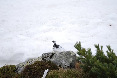 雷鳥って見てみたいです