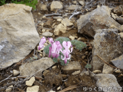 石狩岳シュナイダーコースから日帰り登山