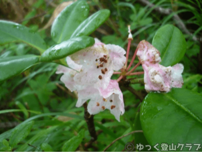 日高のコイカクシュサツナイ岳に登った