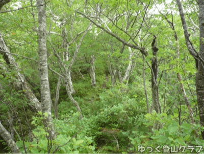 日高のコイカクシュサツナイ岳に登った