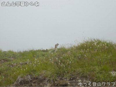 日高のコイカクシュサツナイ岳に登った