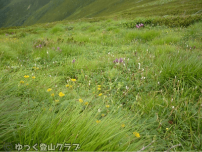 日高のコイカクシュサツナイ岳に登った