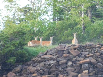 クチャンベツからトムラウシピストン縦走