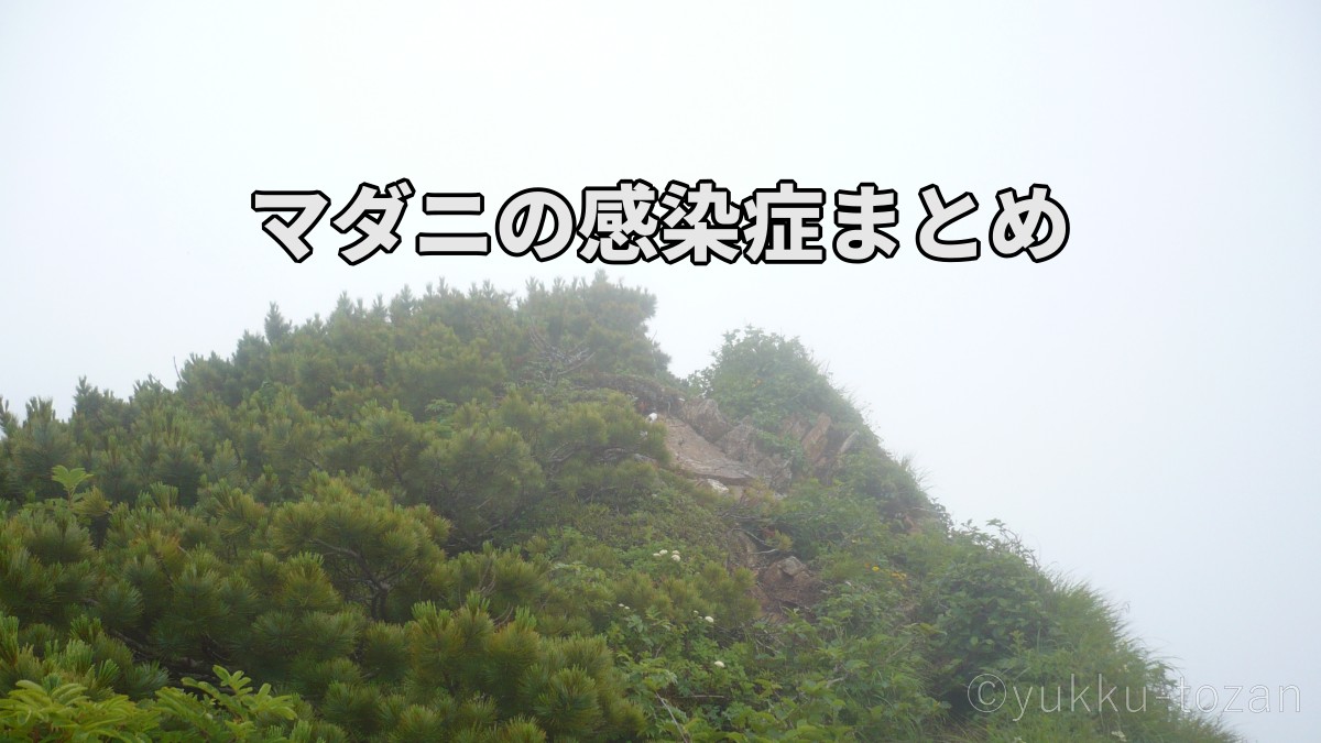 登山中のマダニ対策と感染症の基本まとめ